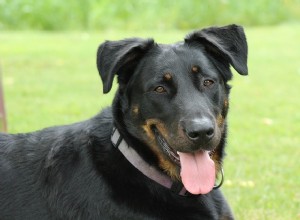 Problemas de comportamento canino:os mais comuns