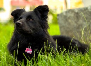 Como ensinar o nome a um cachorro:o que você deve fazer