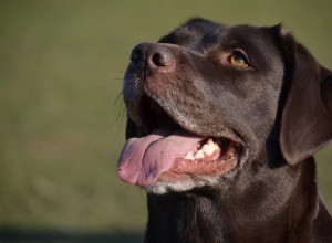 Os cães entendem o tempo? – Vamos descobrir