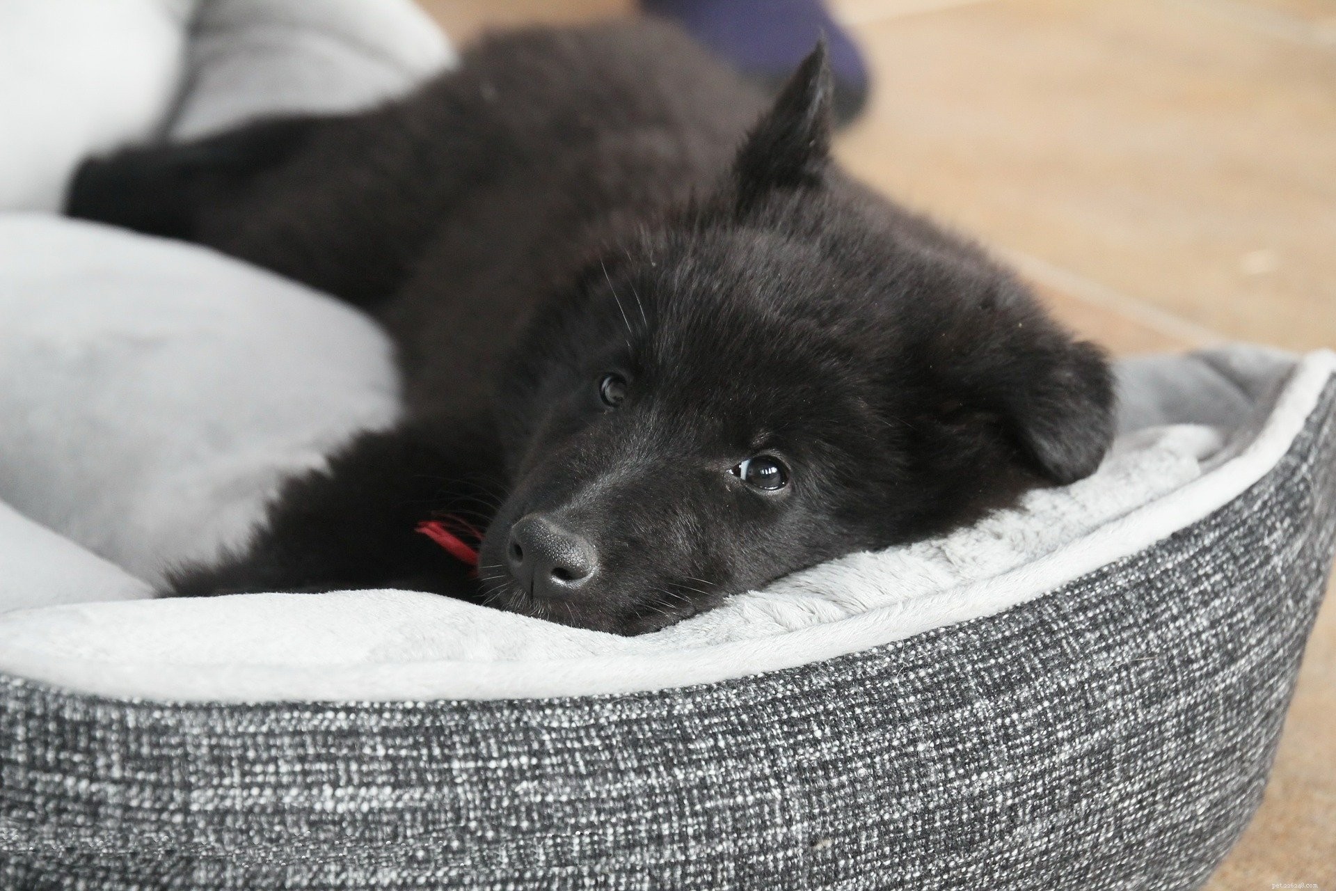 Letti per cani:scegliere il miglior letto per cani per il tuo animale domestico