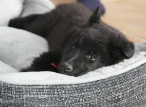 Camas de cachorro:escolhendo a melhor cama de cachorro para seu animal de estimação