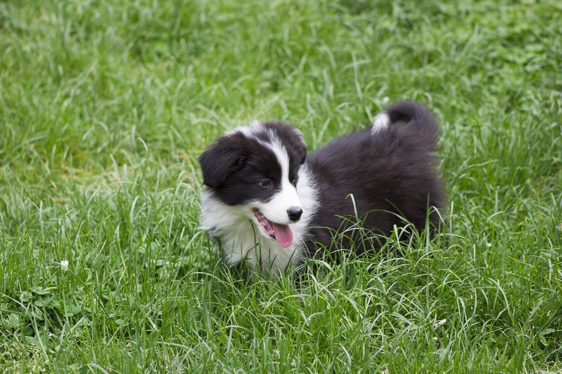 Pourquoi les chiens mangent-ils de l herbe ? Quelques théories à ce sujet