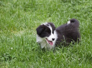 Por que os cães comem grama? Algumas teorias sobre isso