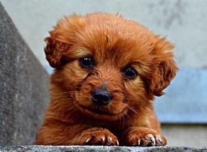 Nerium oleander e seus efeitos em cães