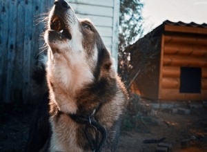 Агрессивная собака:5 причин, которые делают вашу собаку агрессивной