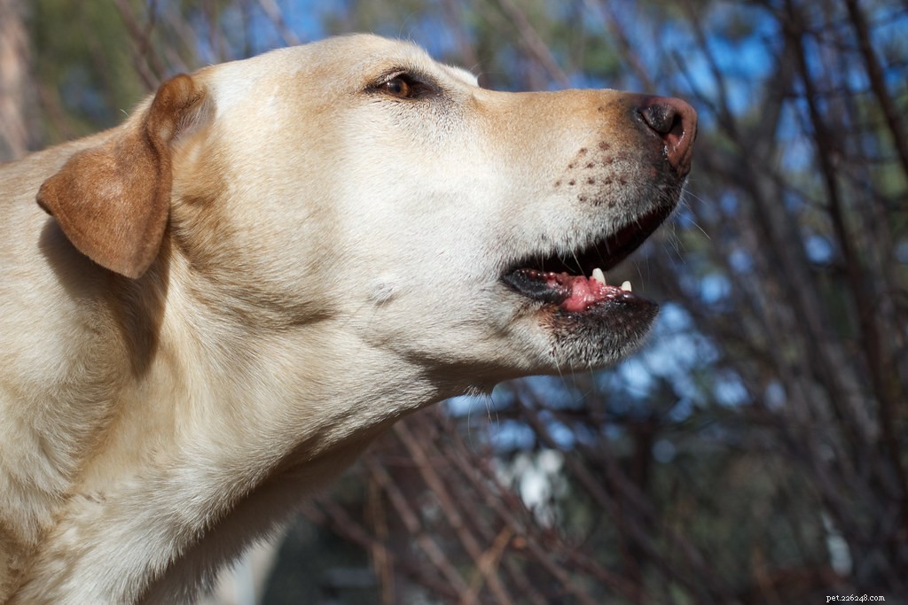 Honden die blaffen:wat zeggen ze eigenlijk?
