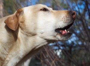 Cães latindo:o que eles estão tentando dizer?