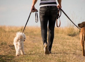 トップ5の犬：人々がすることを嫌うこと 