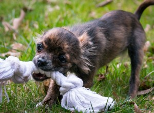 Mordida de cachorro:pessoas ansiosas podem ser mais direcionadas