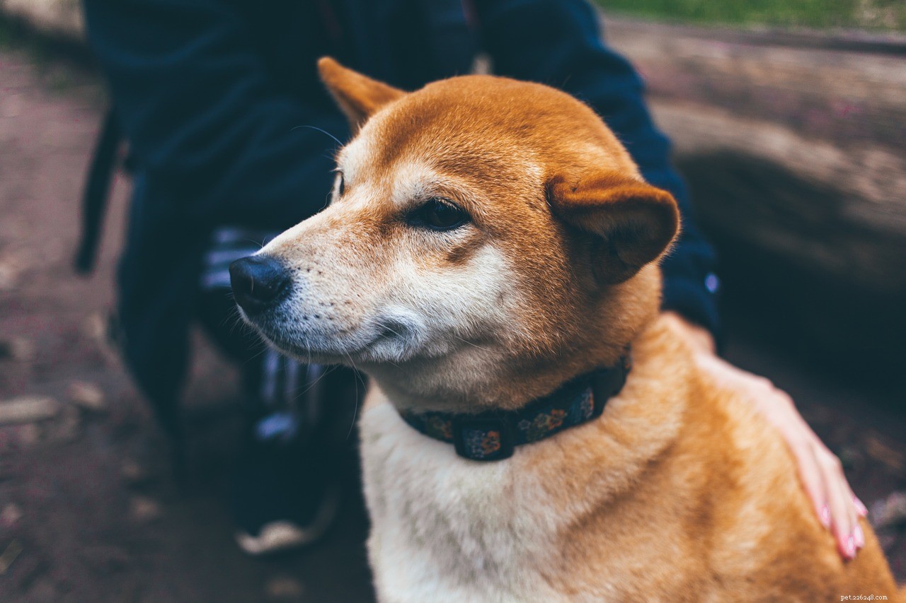 Dockhalsband för hund:viktiga regler när du använder det