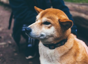 Coleira de choque para cachorro:regras importantes ao usá-la