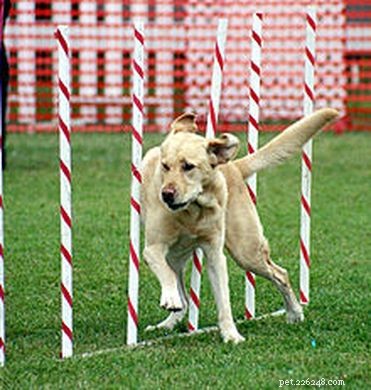 Treinamento de cães:como parar de pular nos convidados
