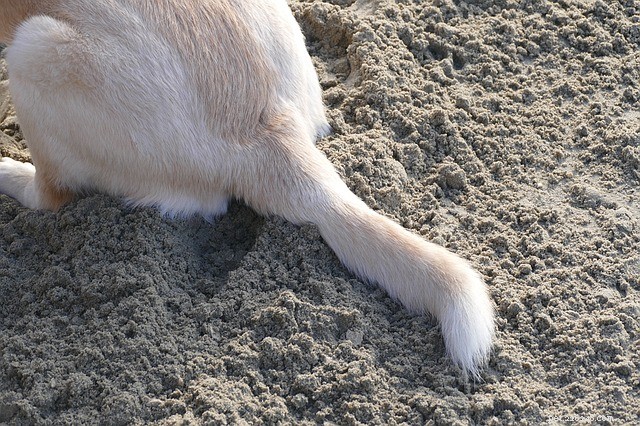 Dog Tail:några coola fakta och saker du kanske inte vet