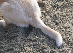 Rabo de cachorro:alguns fatos interessantes e coisas que você talvez não saiba