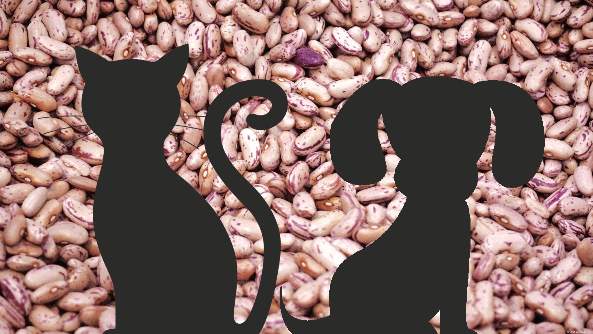 Castor Bean-vergiftiging, (Ricinus) bij honden en katten