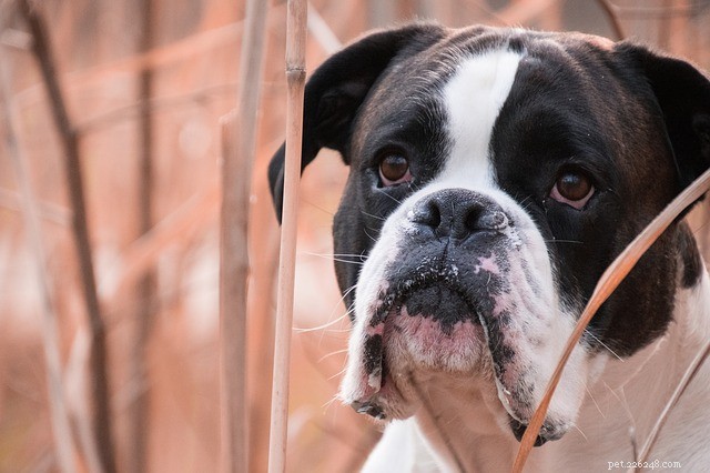 Компульсивное расстройство собак:симптомы и методы лечения