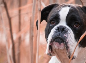 Компульсивное расстройство собак:симптомы и методы лечения