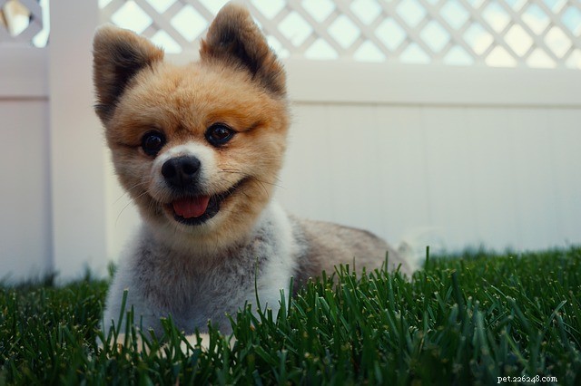 Känner du dig blå på sistone?:Ta en titt på en leende hund