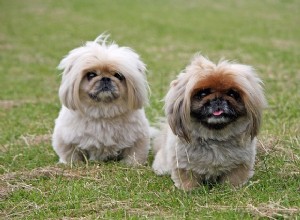 Melhores raças de cães para apartamento, vamos vê-las!