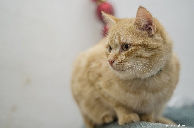 オレンジ色の猫を飼うことのスリル。あなたはそれを手に入れましたか？ 