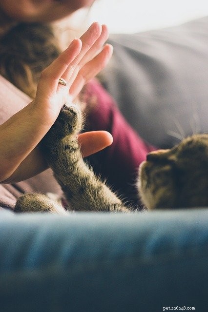 Kattpassning:Användbara tips för en framgångsrik upplevelse