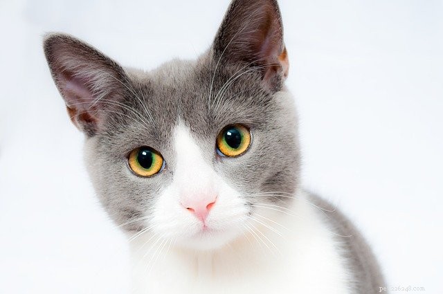 수제 고양이 구충제:안전하고 효과적인