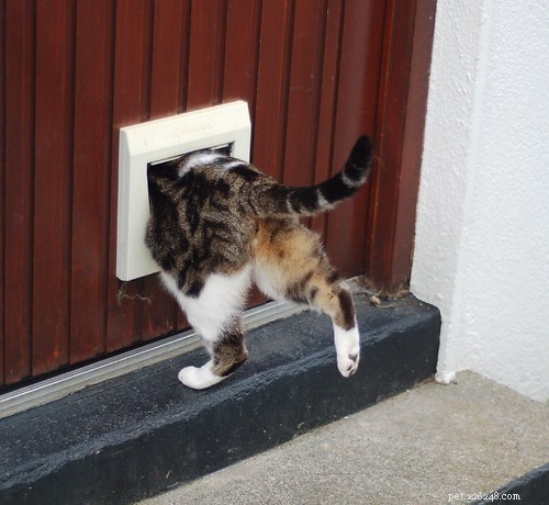 De meest hilarische foto s van katten, laten we ze eens bekijken