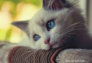 猫ひっかき病：原因、症状、および治療