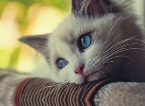 Doença da arranhadura do gato:causas, sintomas e tratamento