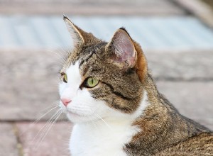 Ácaros da orelha em gatos:como controlá-los