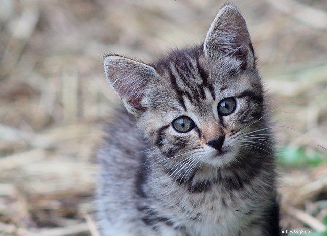 Kattenanatomie:7 gekke feiten over kattenanatomie
