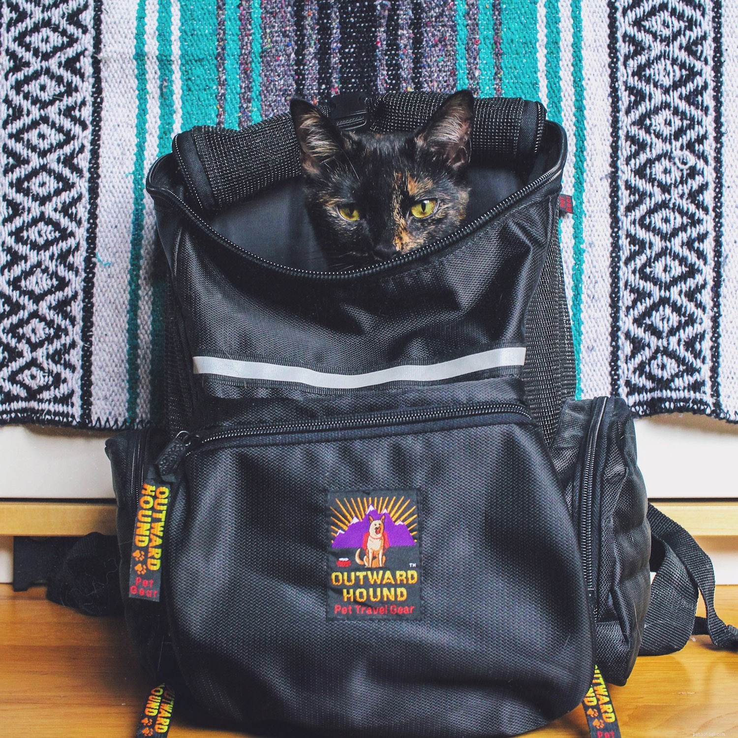 Le meilleur sac à dos pour chat pour emmener votre chat en balade