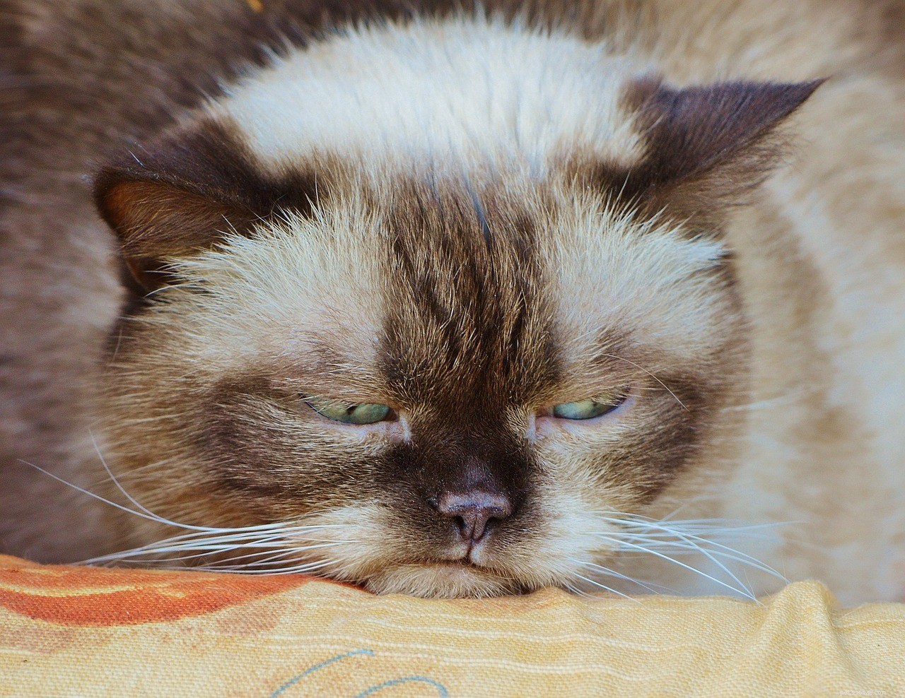 Grumpy Cat Citat:A Little Cat Wisdom for You