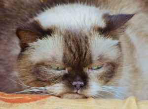 Citações sobre gatos mal-humorados:uma sabedoria de gatinho para você