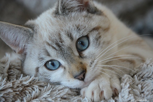 Frontline Plus voor katten:kenmerken en recensies
