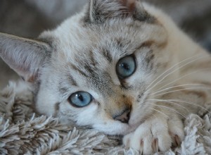 Frontline Plus para gatos:características e comentários