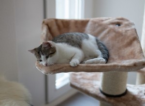 Obtenha para seu amigo um condomínio para gatos:benefícios e usos