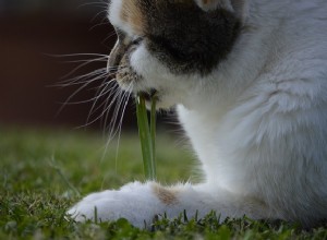 Catnip:sua composição e seu efeito em gatos