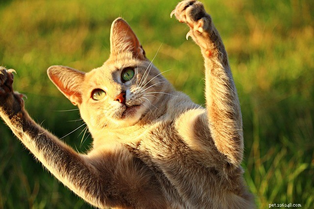 고양이 발톱:고양이 발톱에 대한 멋진 사실