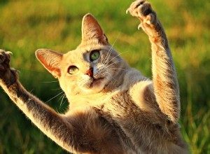 Kočičí dráp:Skvělá fakta o kočičím drápu