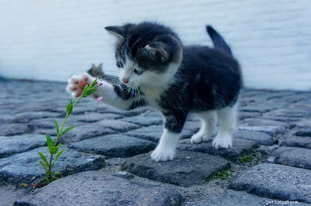 Gifta växter för katter:vad är det?