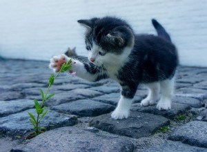 Plantas venenosas para gatos:o que são?