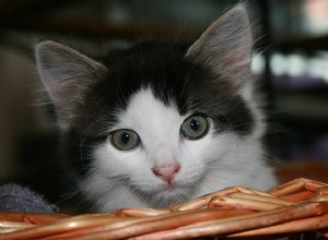 Porta para gatos:como escolher as portas para gatos perfeitas