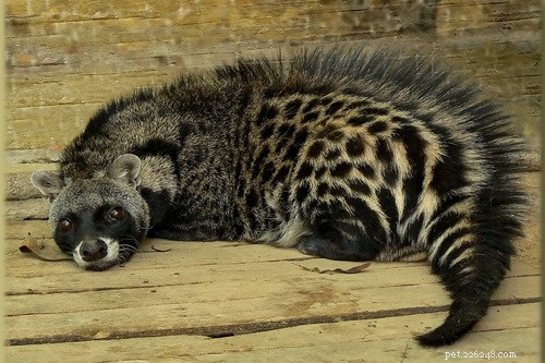 Civet Cat:sono davvero gatti? Scopriamolo!