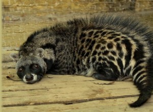 Civet Cat:Eles são realmente gatos? Vamos descobrir!