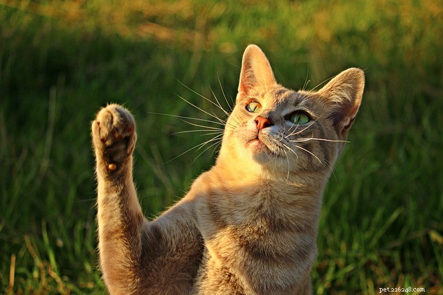 Кошачьи лапки:давайте узнаем интересные факты о кошачьих лапах