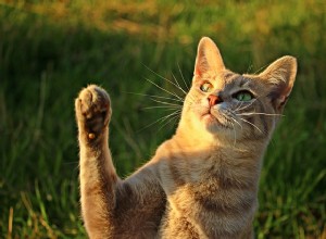 猫の足：猫の足についてのいくつかの魅力的な事実を見てみましょう 