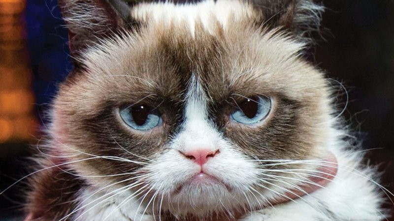 Grumpy Cat borde le! Den berömda katten