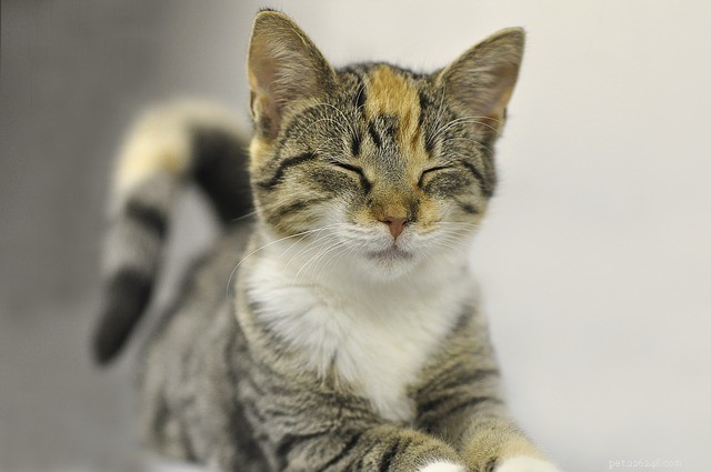 Стригущий лишай у кошек:признаки, диагностика и лечение