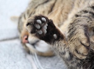 고양이 발톱 제거:해야 할까요? 알아보자!